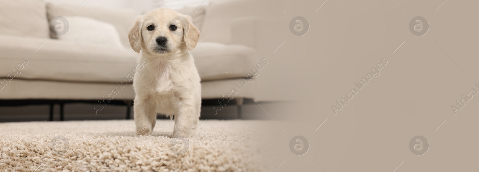 Image of Cute little puppy on beige carpet at home. Banner design with space for text