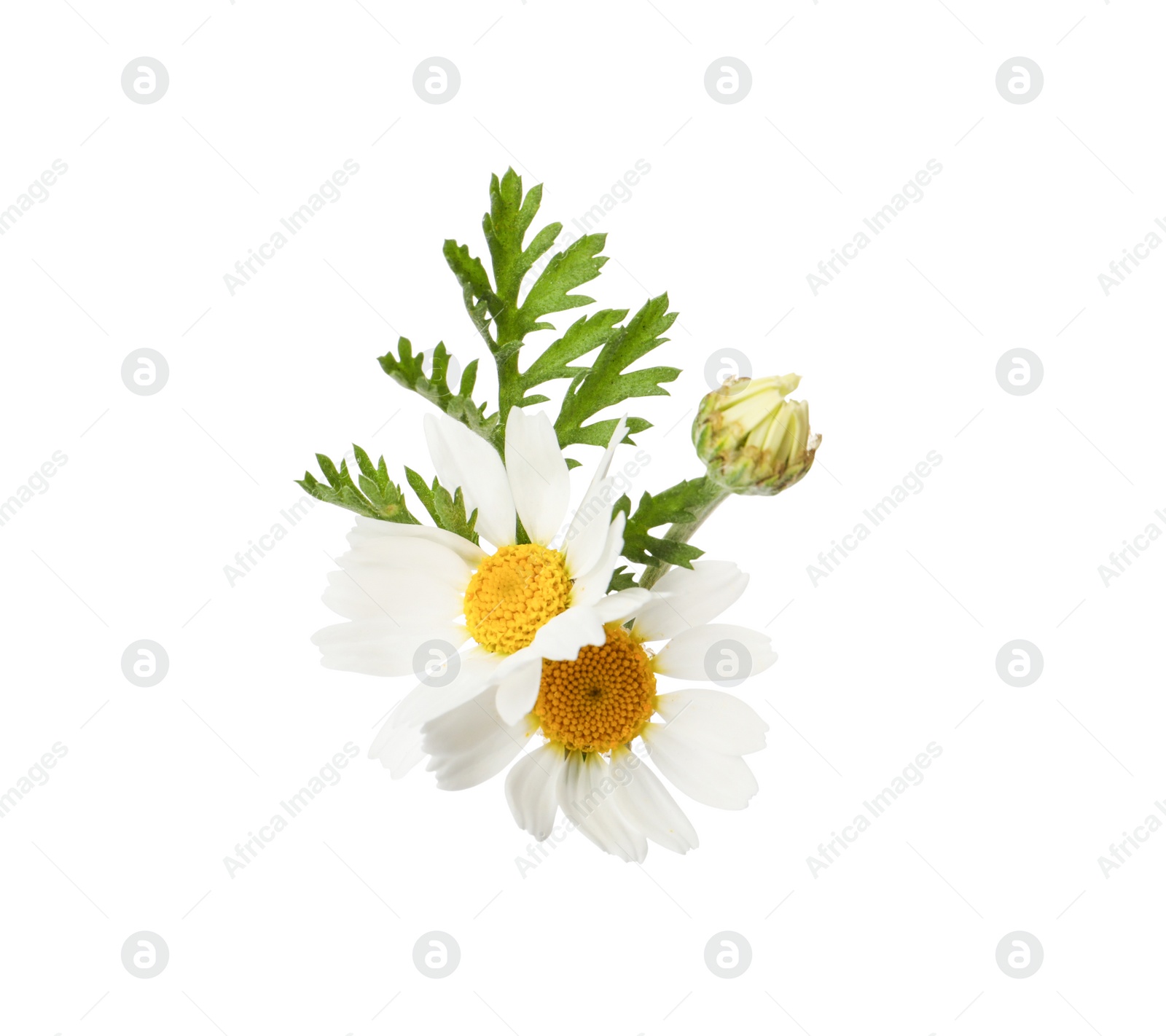 Photo of Beautiful chamomile flowers with green leaves on white background