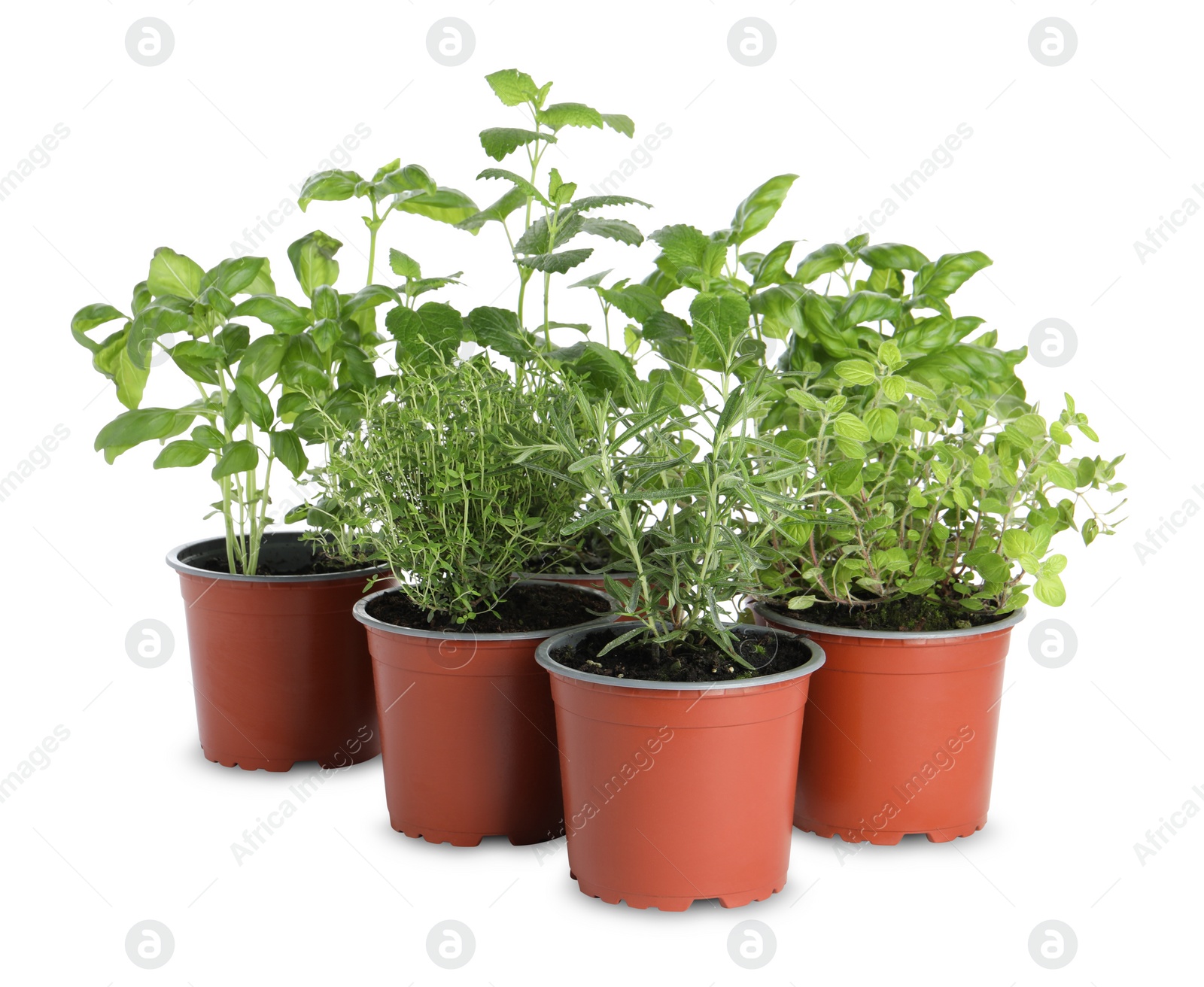 Photo of Different aromatic potted herbs on white background