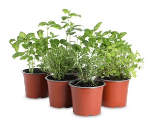 Different aromatic potted herbs on white background