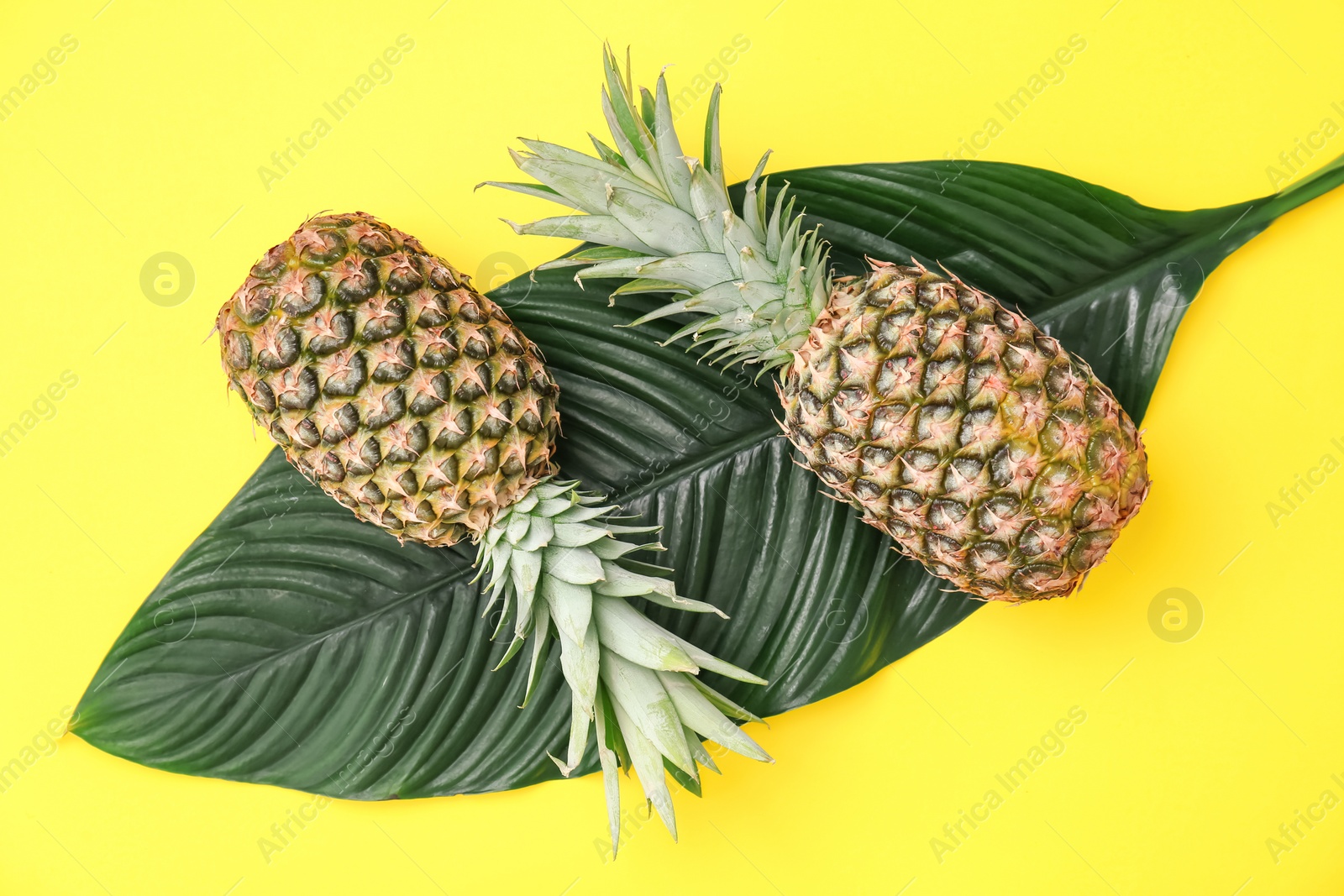 Photo of Fresh pineapples and tropical leaf on color background