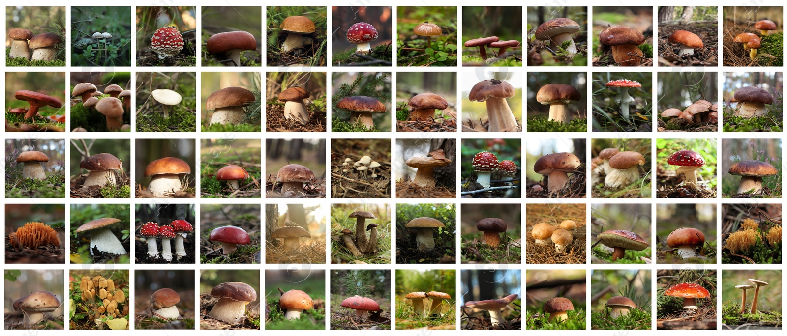 Image of Collage with photos of different wild mushrooms in forest. Banner design