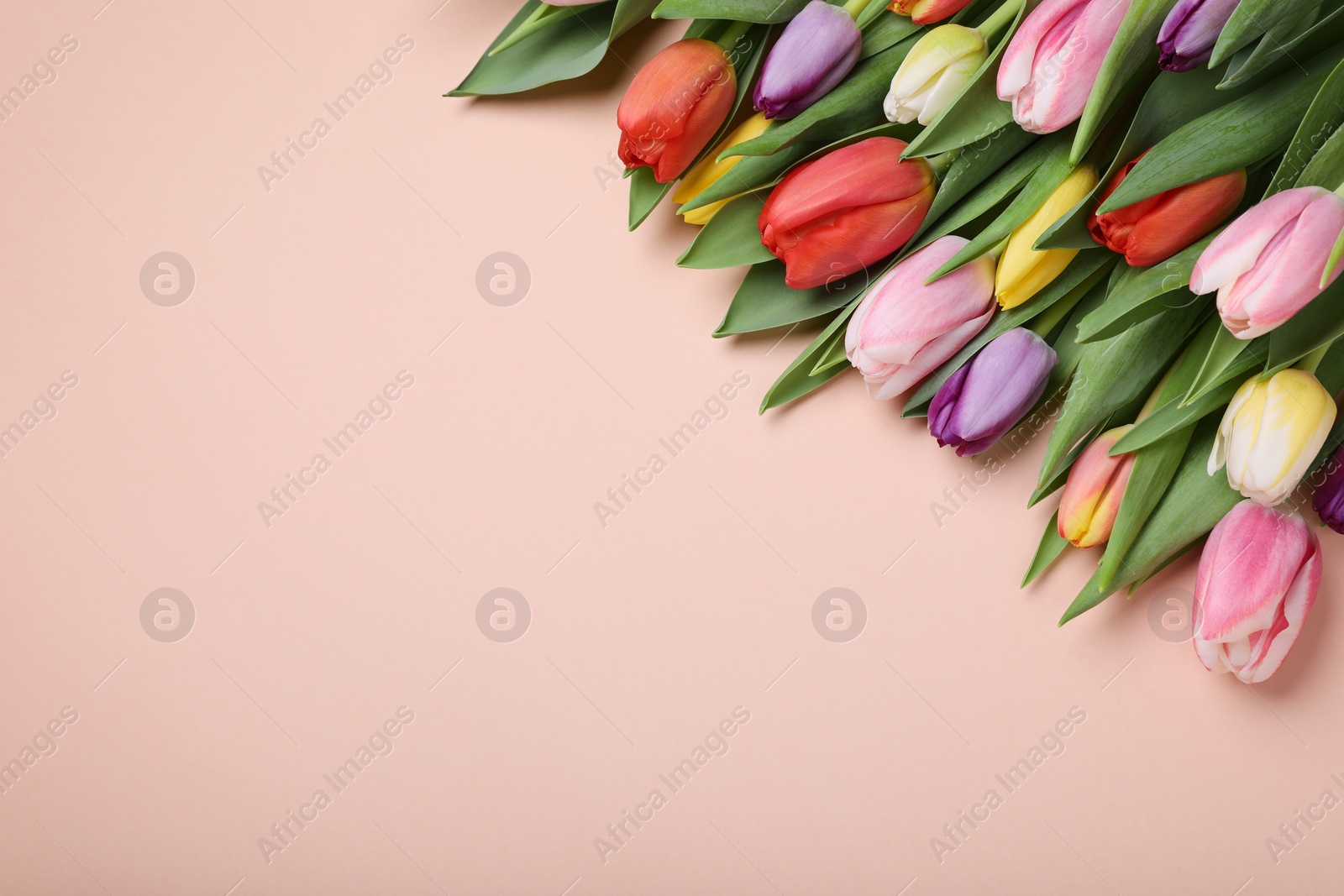 Photo of Beautiful colorful tulips on pale pink background, flat lay. Space for text