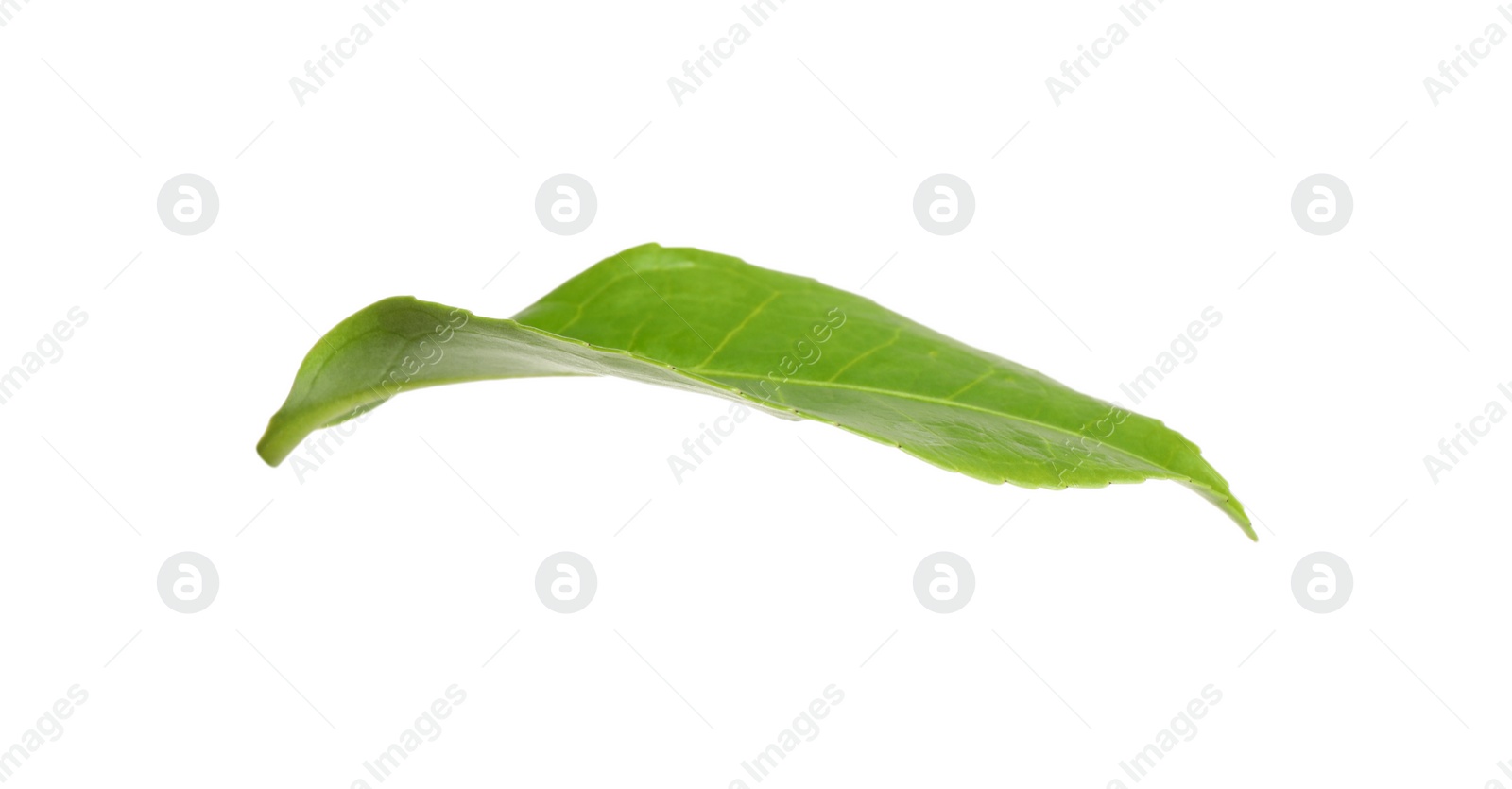 Photo of Green leaf of tea plant isolated on white