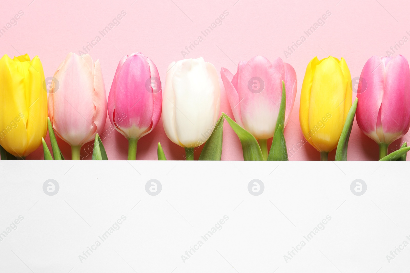 Photo of Flat lay composition of beautiful spring tulips on color background, space for text. International Women's Day