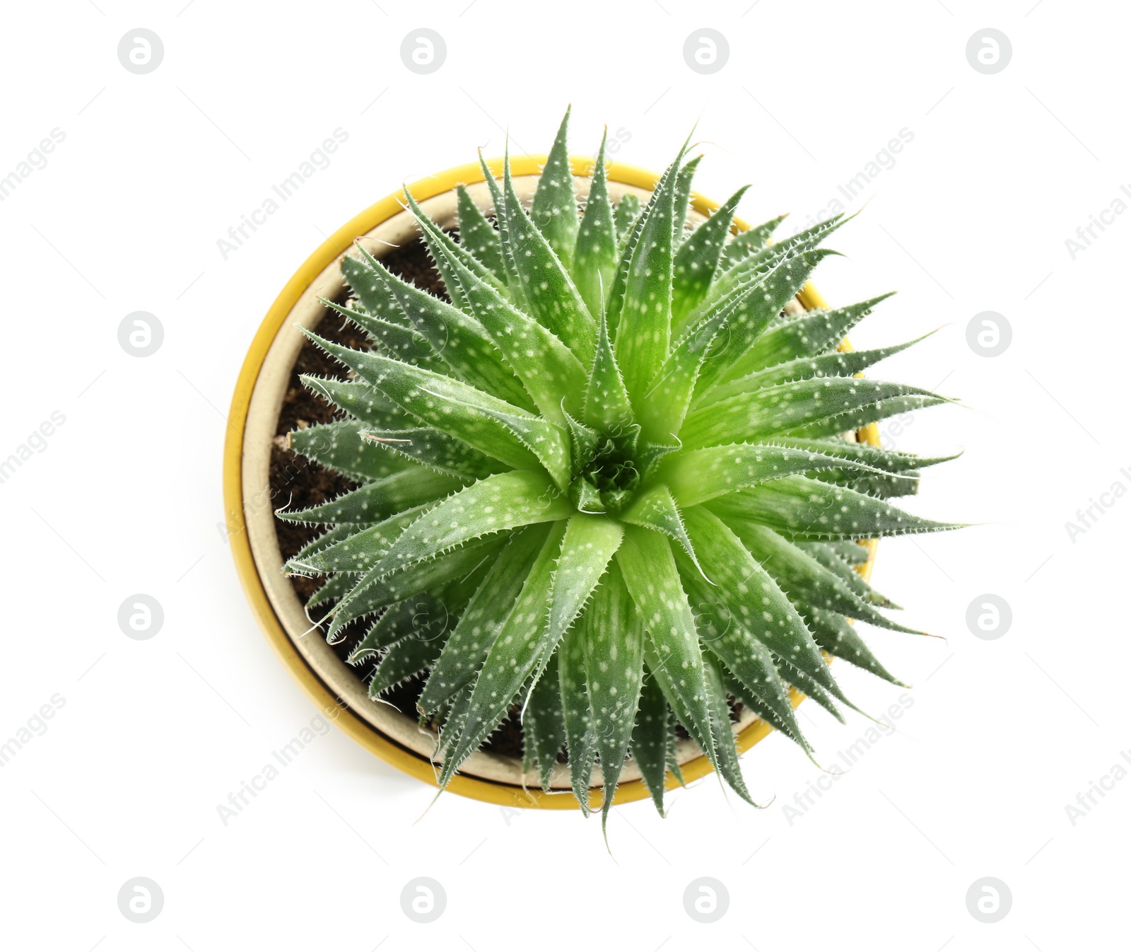 Photo of Beautiful succulent plant in tin can isolated on white, top view. Home decor