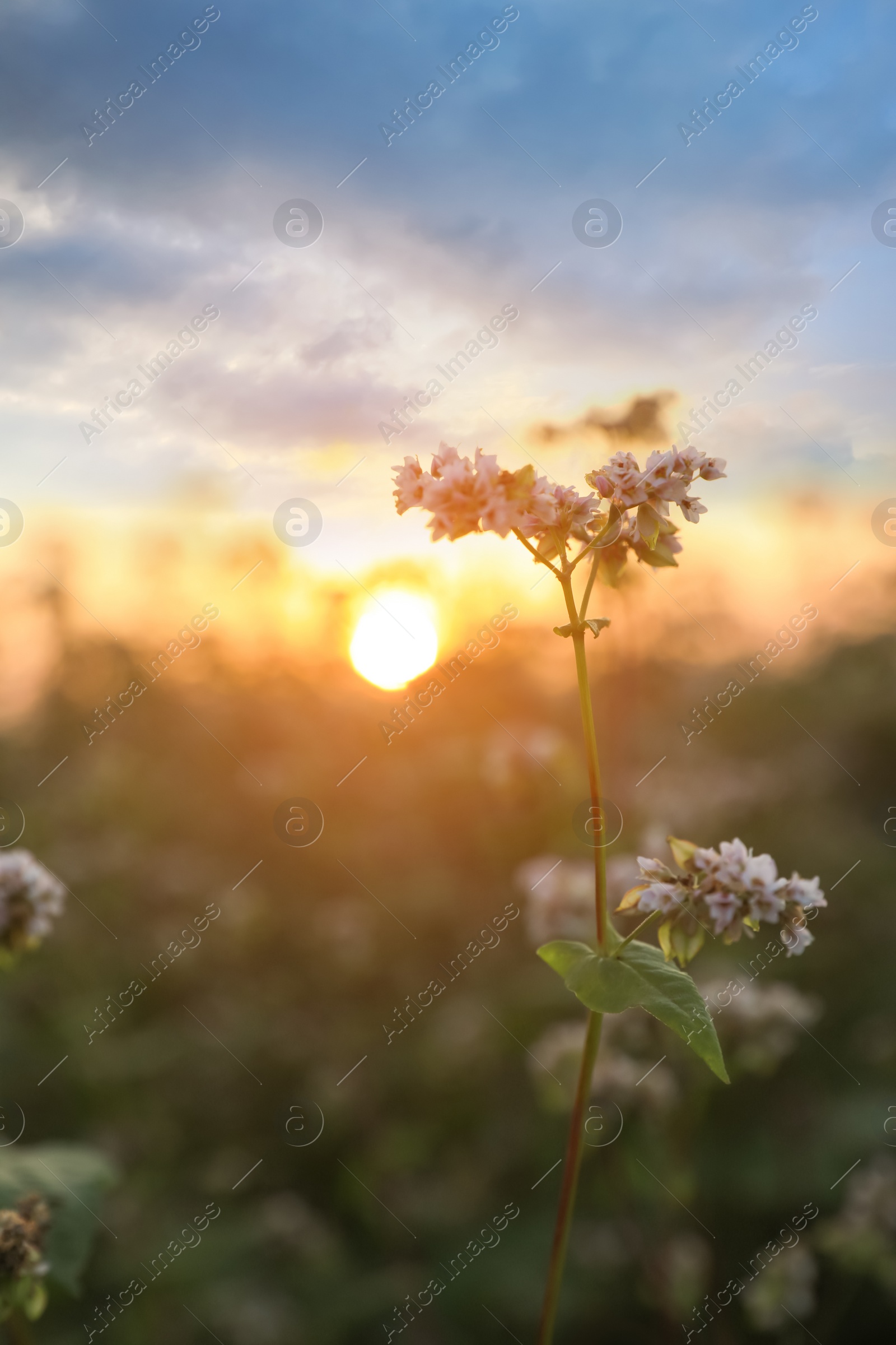 Photo of Closeup view of beautiful blossoming buckwheat flowers at sunset