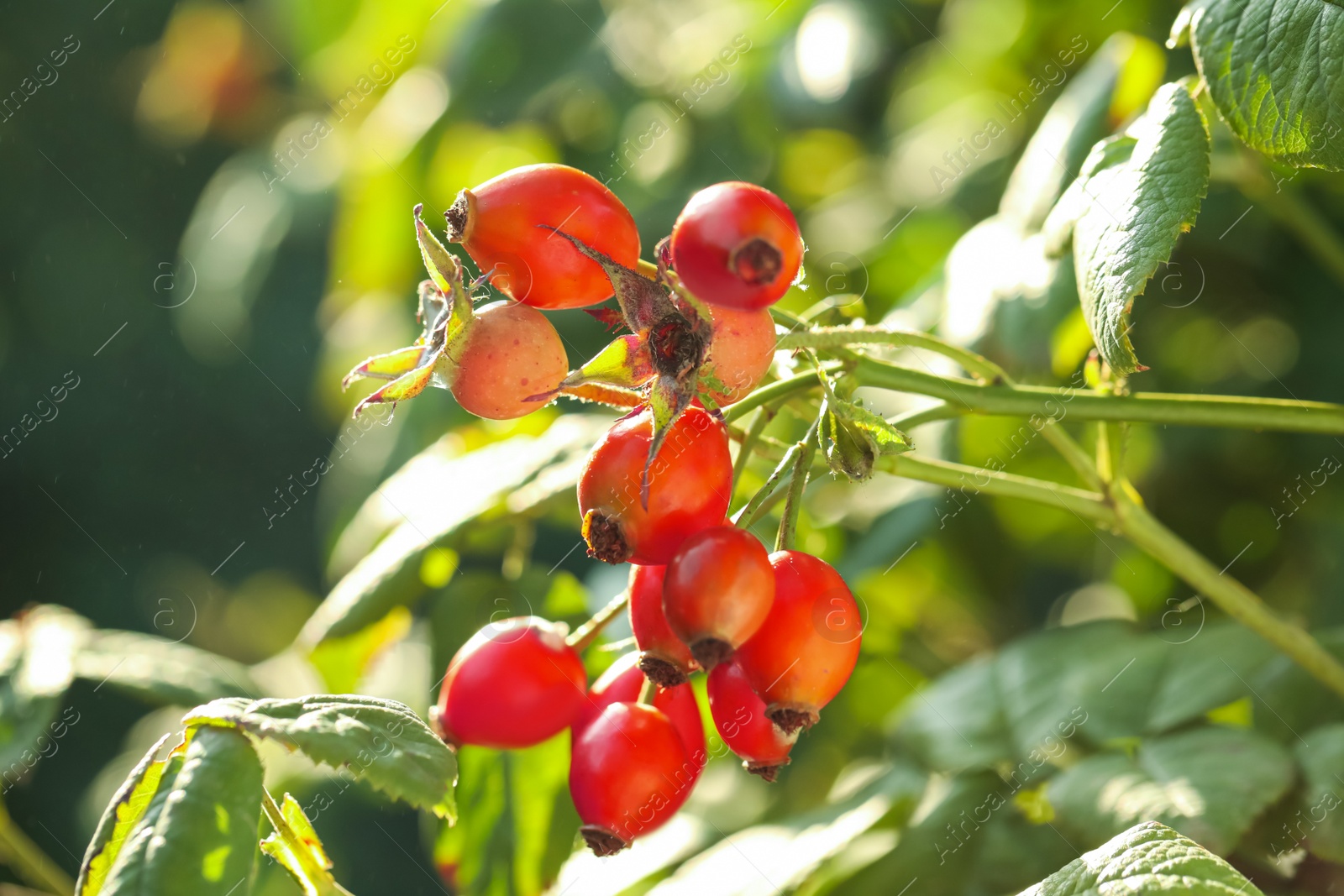 Photo of Rose hip bush with ripe red berries in garden, closeup