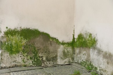 Stone wall with green moss as background, closeup