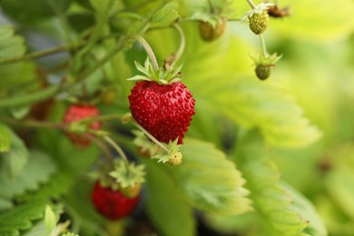 Photo of Small wild strawberries growing outdoors. Seasonal berries