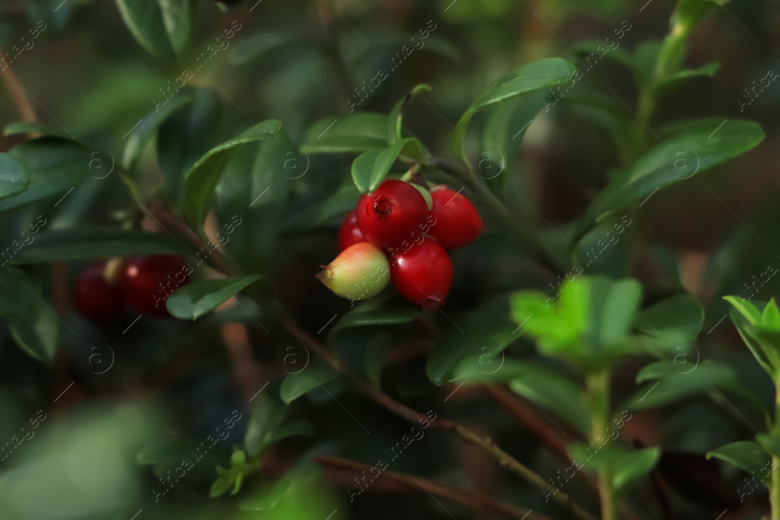 Photo of Tasty ripe lingonberries growing on sprig outdoors