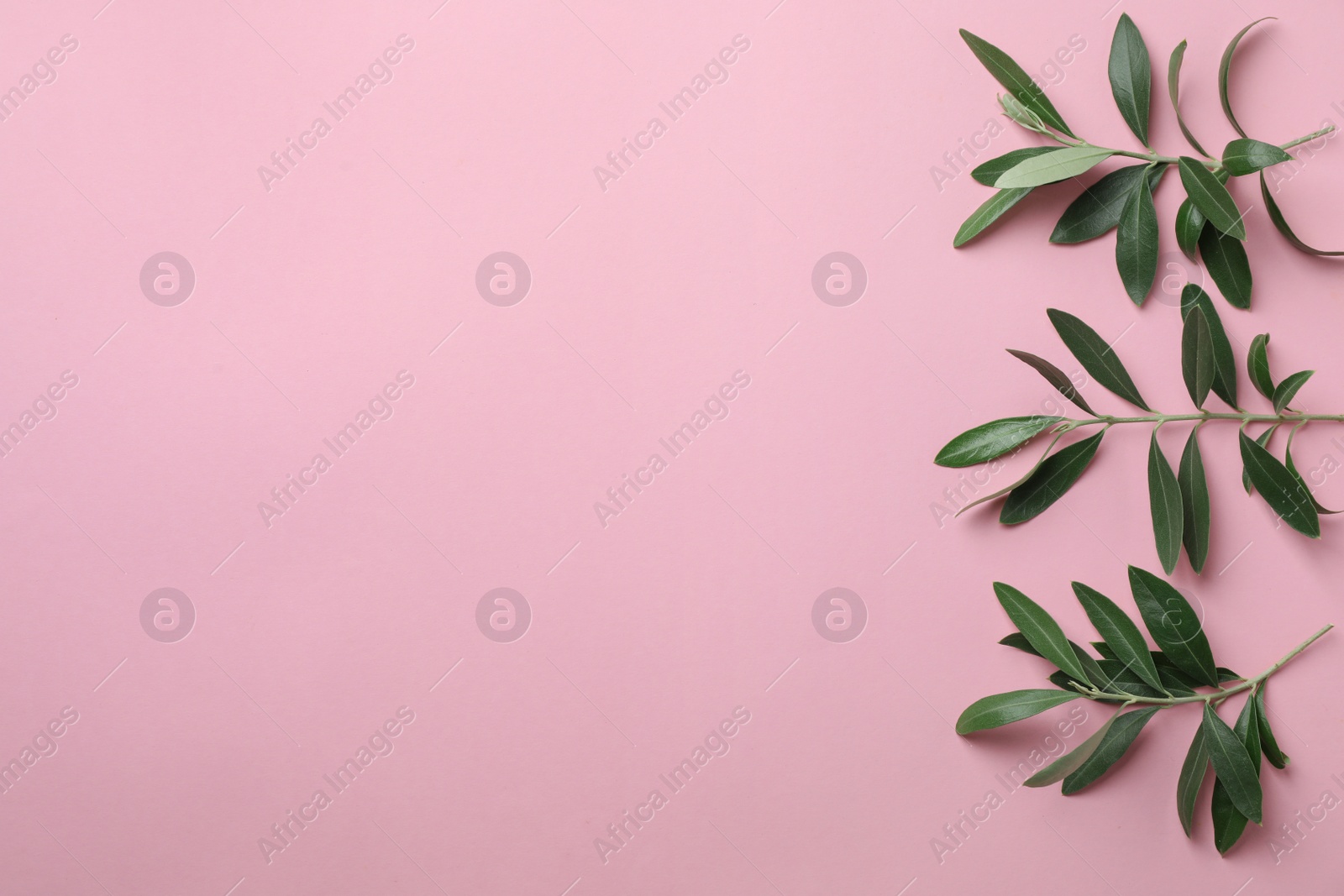 Photo of Twigs with fresh green olive leaves and space for text on color background, flat lay