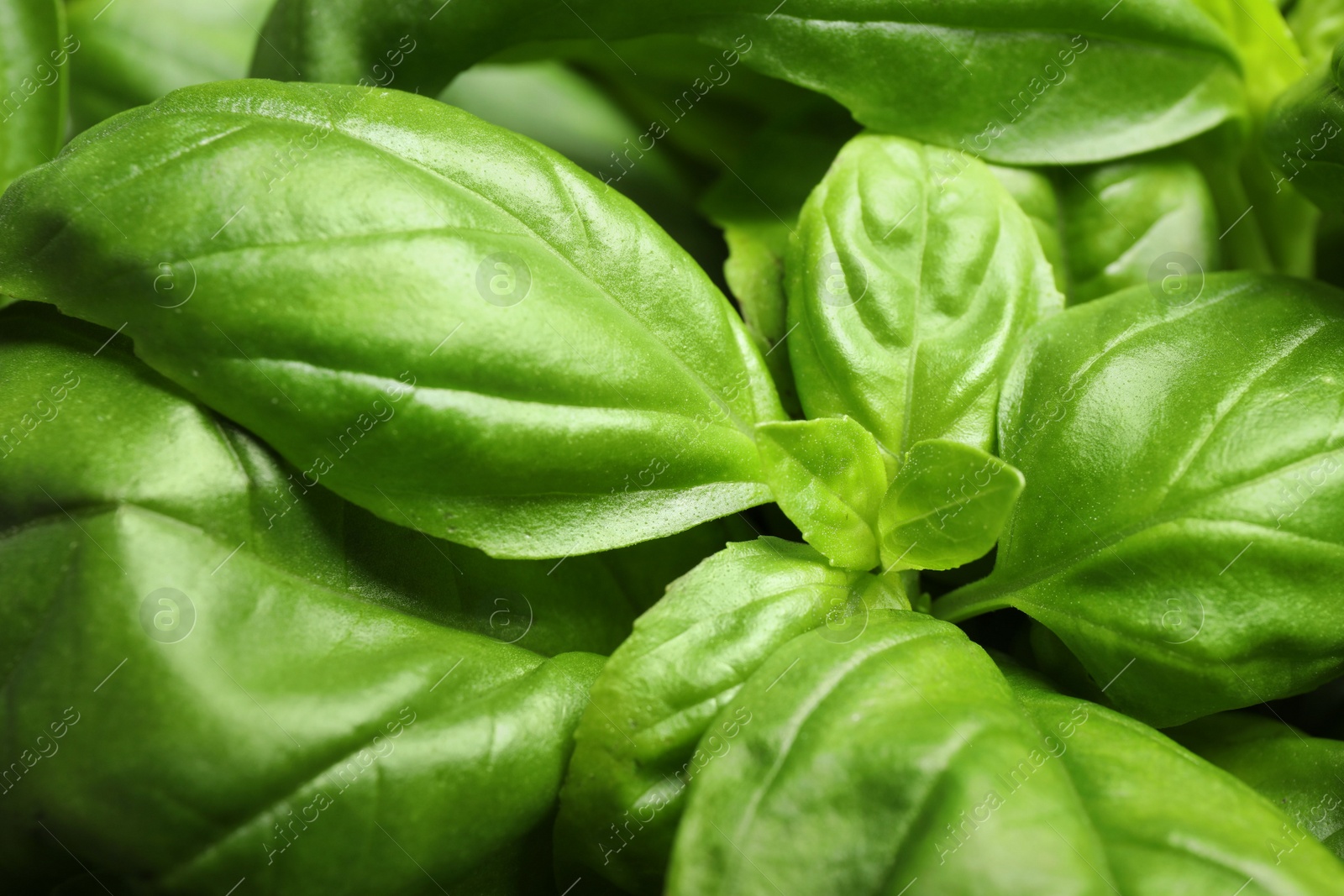 Photo of Fresh basil leaves as background, closeup view