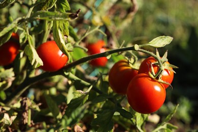 Red ripe tomatoes growing on bush outdoors, closeup