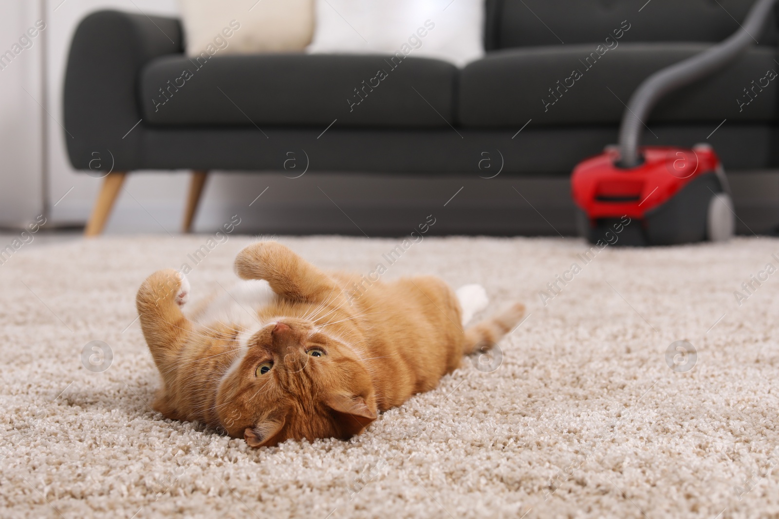 Photo of Cute ginger cat lying on carpet at home, space for text