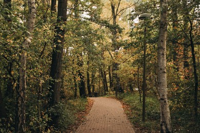 Photo of Many beautiful trees and pathway in autumn park