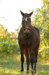 Beautiful brown horse in leather bridle outdoors