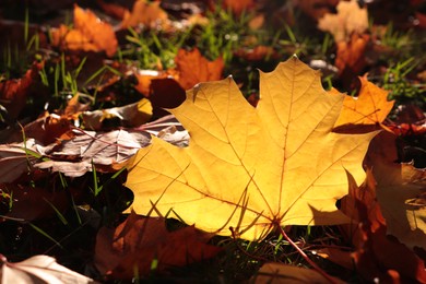 Pile of beautiful fallen leaves outdoors on sunny autumn day, closeup