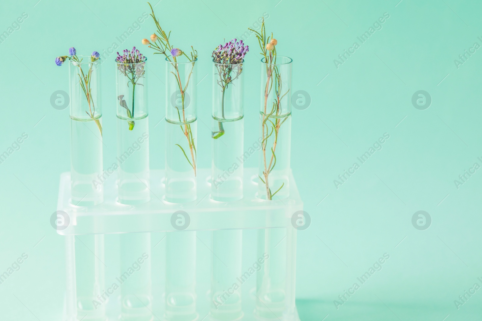 Photo of Different plants in test tubes on light turquoise background. Space for text