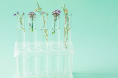 Photo of Different plants in test tubes on light turquoise background. Space for text