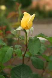 Photo of Beautiful yellow rose bud on bush outdoors, closeup