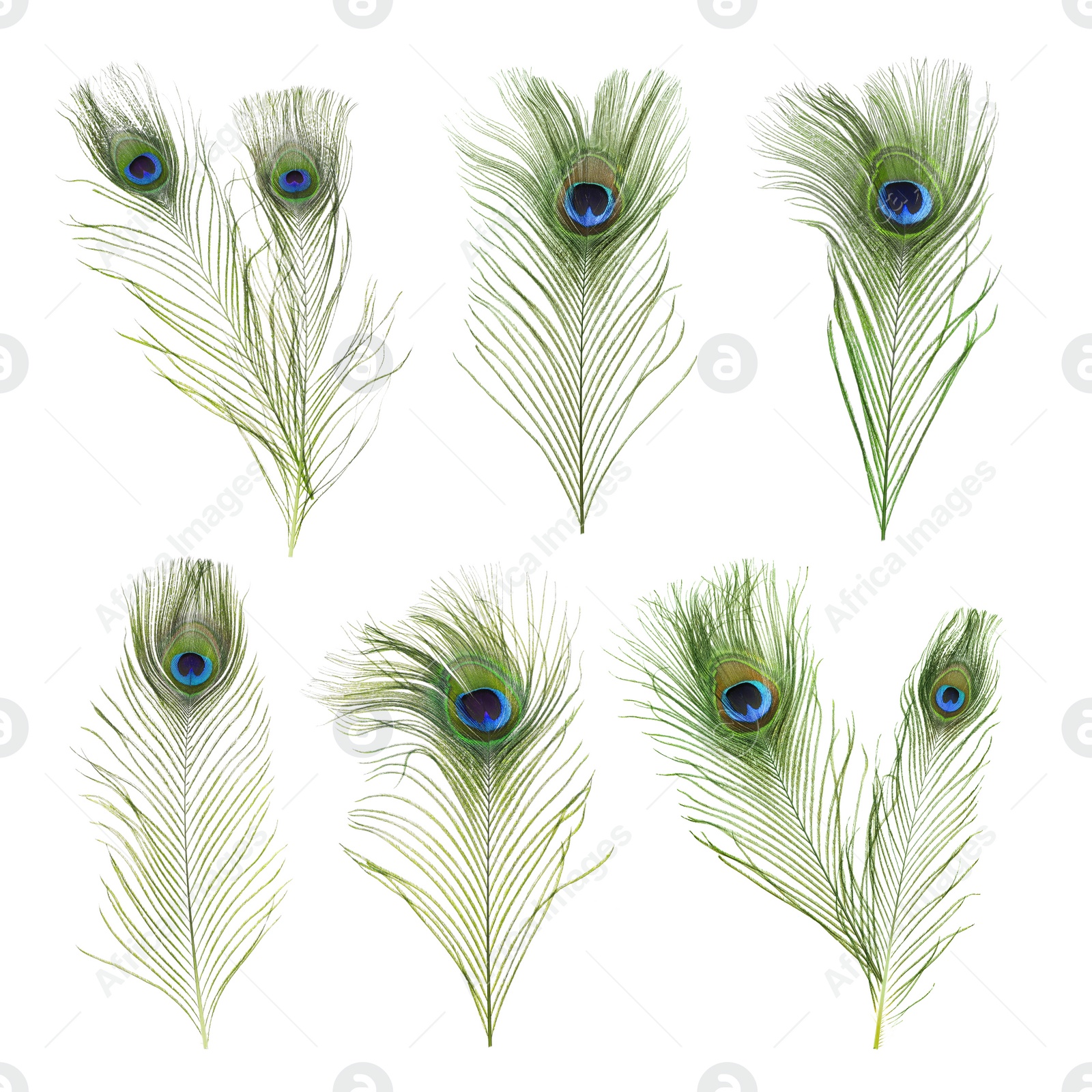 Image of Beautiful bright peacock feathers on white background, collage 