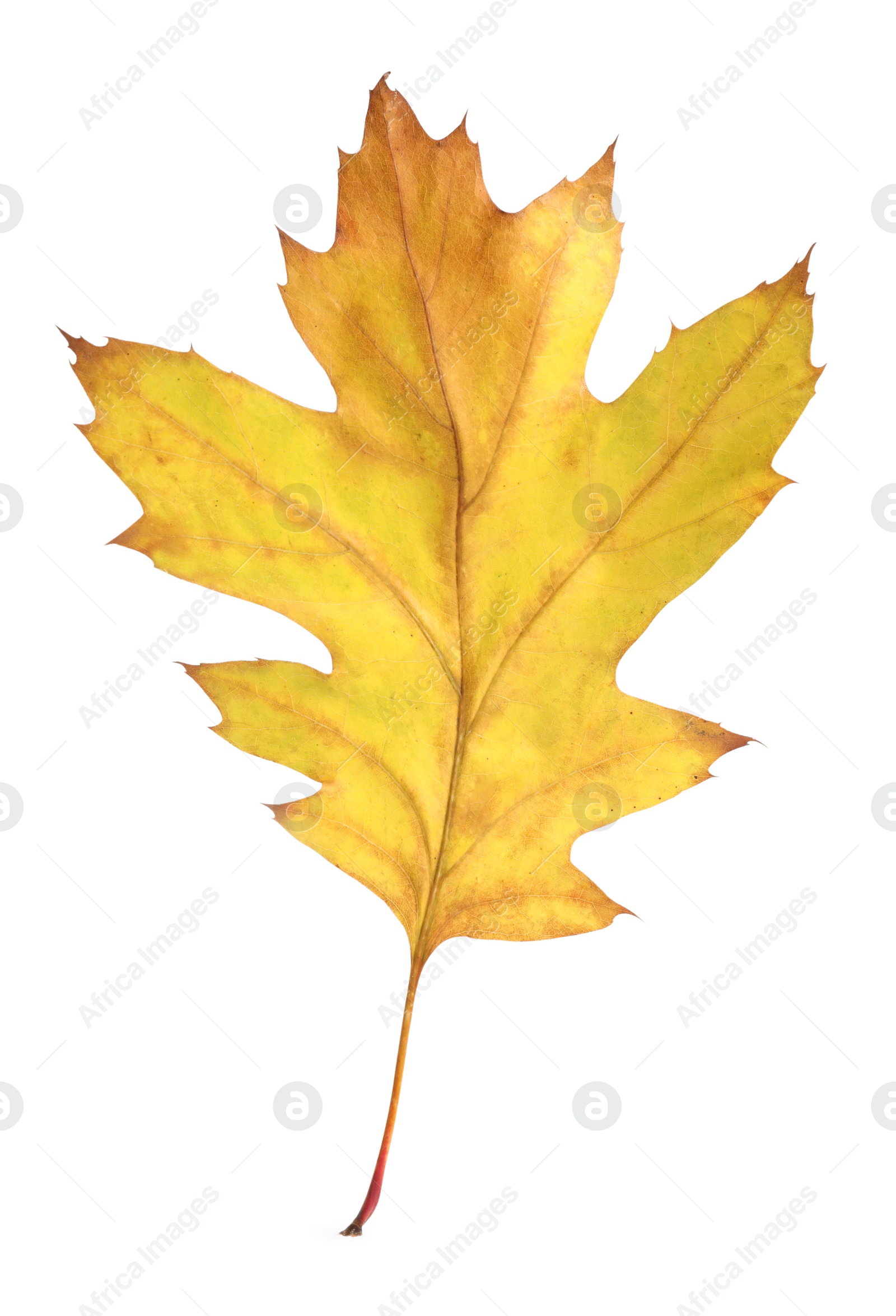 Photo of Autumn season. One yellow leaf isolated on white