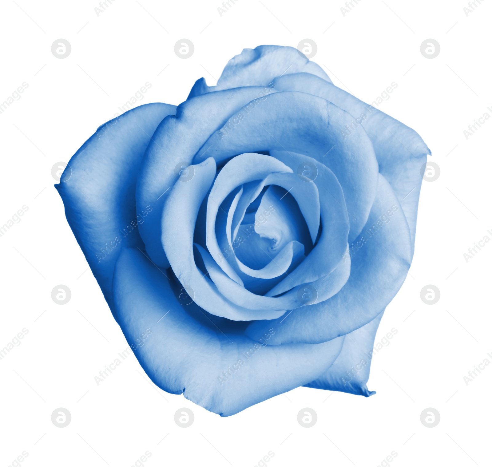 Image of Beautiful blooming light blue rose on white background