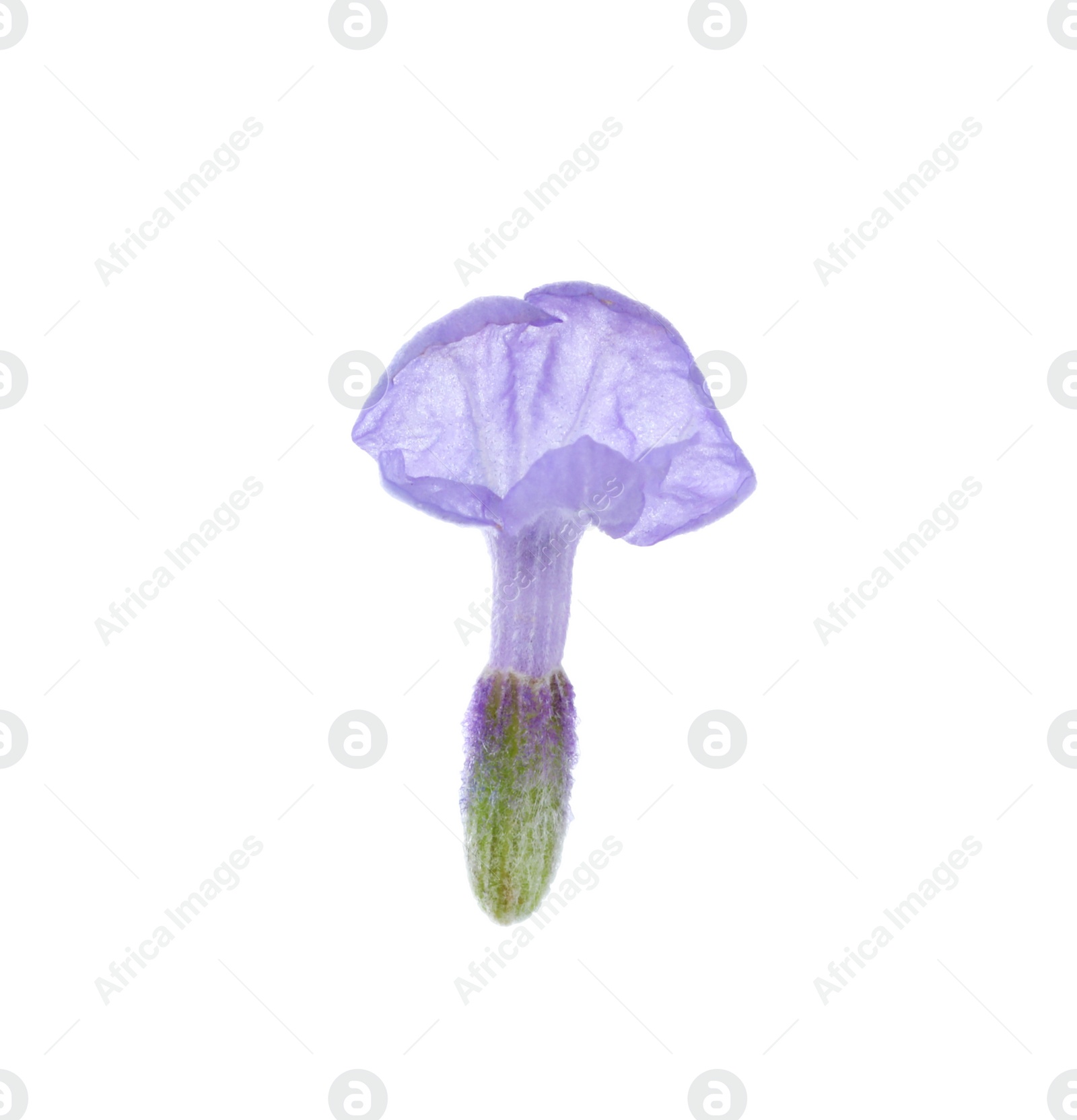 Photo of Beautiful aromatic lavender flower isolated on white