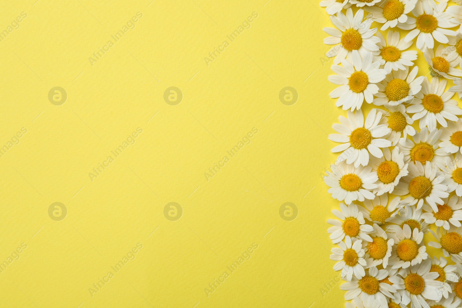 Photo of Beautiful chamomiles on yellow background, flat lay. Space for text