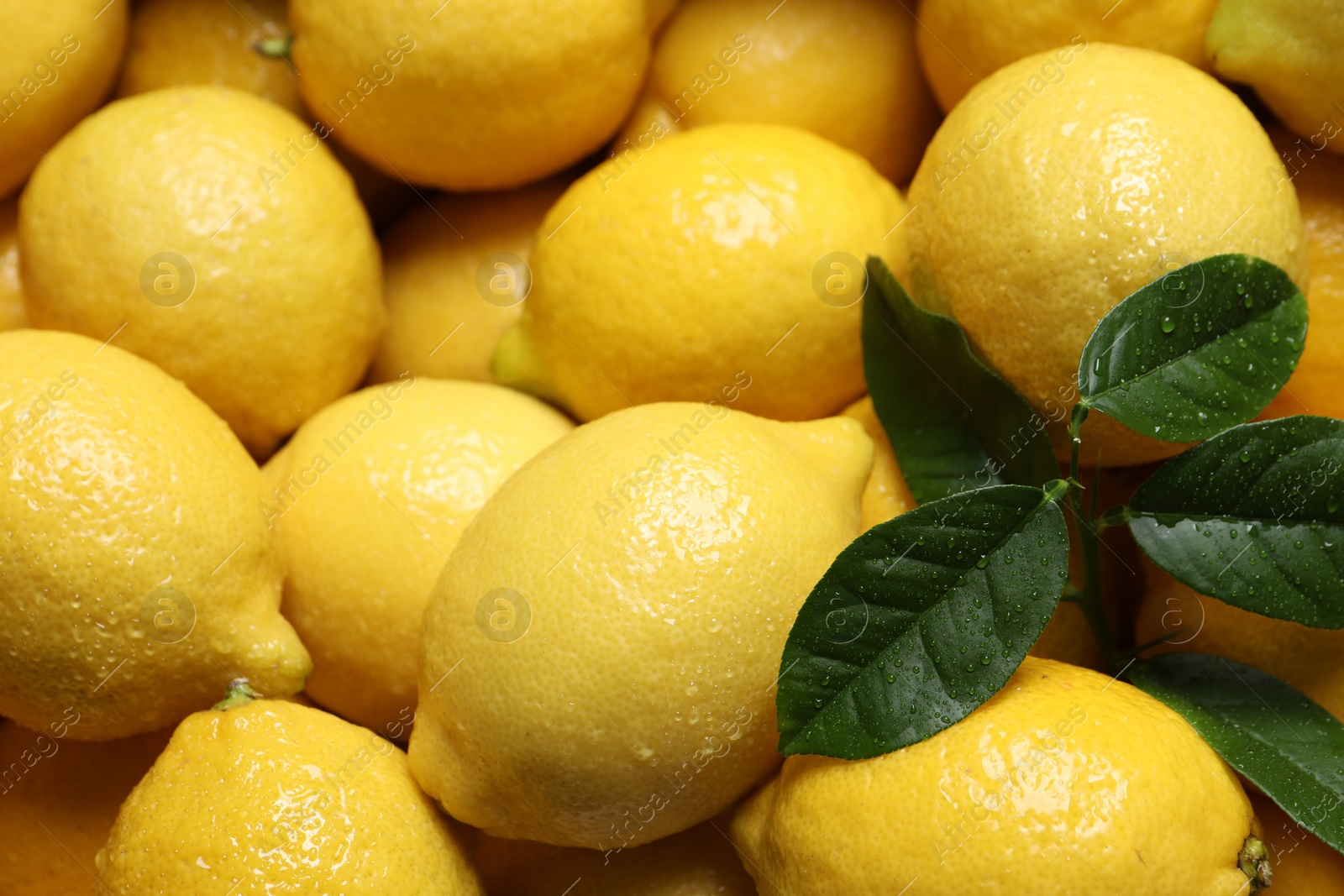 Photo of Fresh lemons and green leaves with water drops as background, closeup