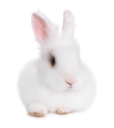 Photo of Fluffy rabbit on white background. Cute pet