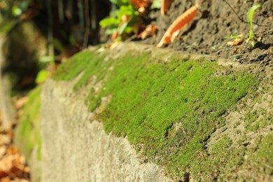 Photo of Textured wall with green moss outdoors, closeup