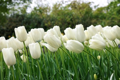 Many beautiful white tulip flowers growing outdoors, closeup. Spring season