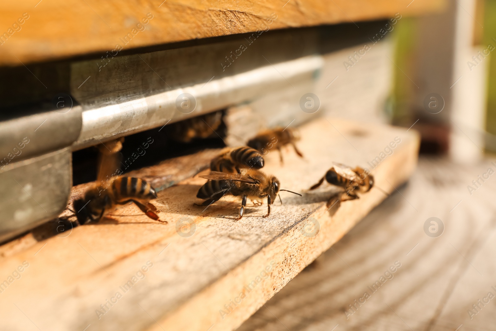 Photo of Closeup view of wooden hive with honey bees on sunny day