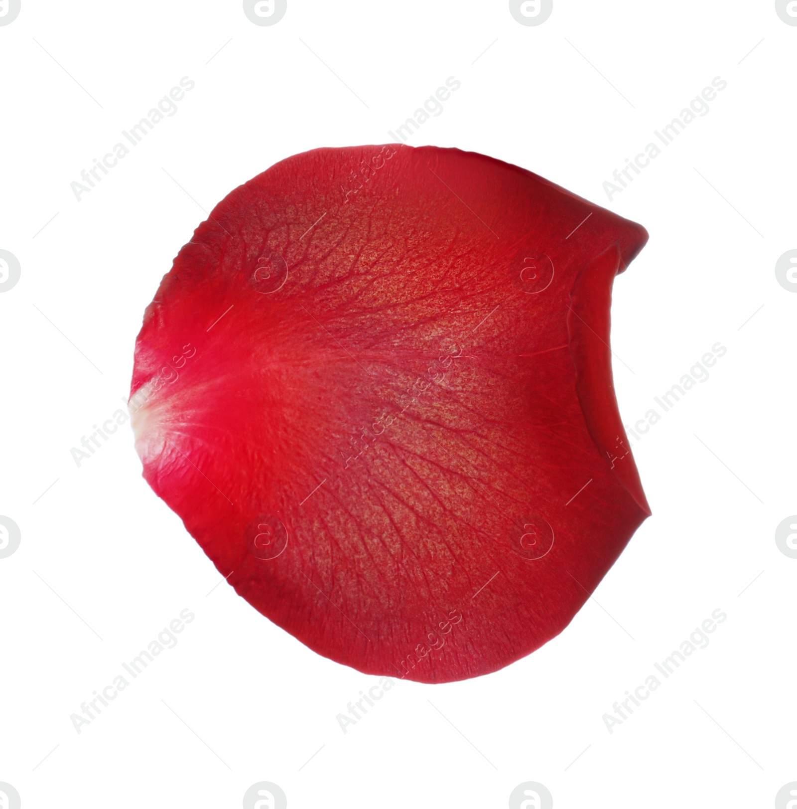 Photo of Red rose flower petal on white background