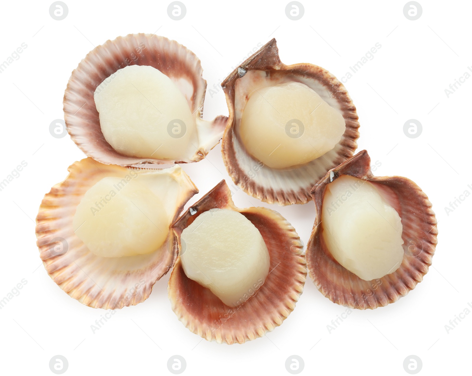 Photo of Many fresh raw scallops in shells isolated on white, top view