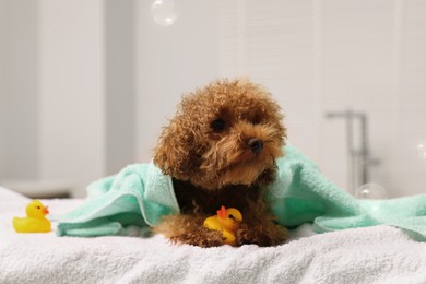 Photo of Cute Maltipoo dog wrapped in towel and rubber ducks indoors. Lovely pet