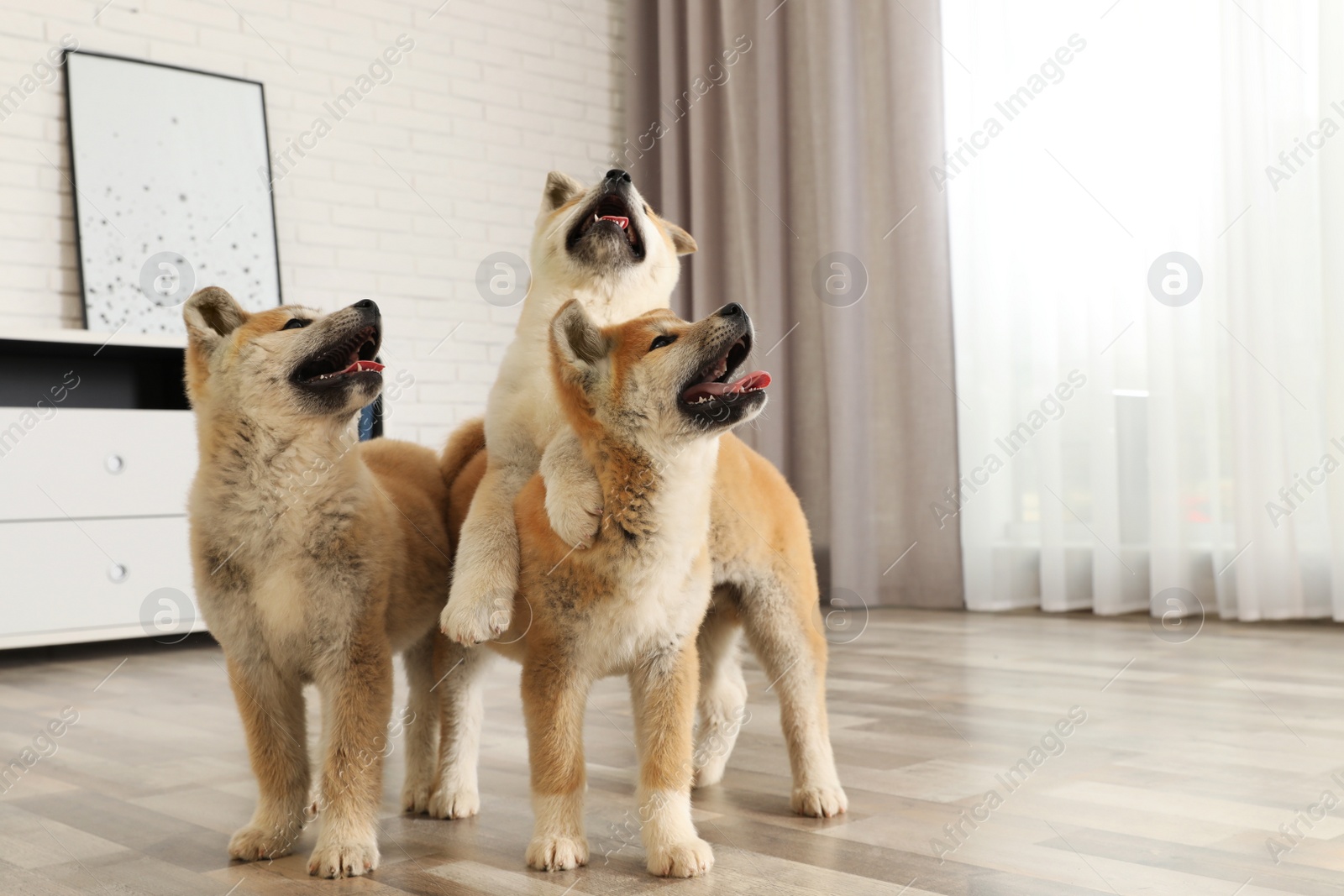 Photo of Cute akita inu puppies on floor at home