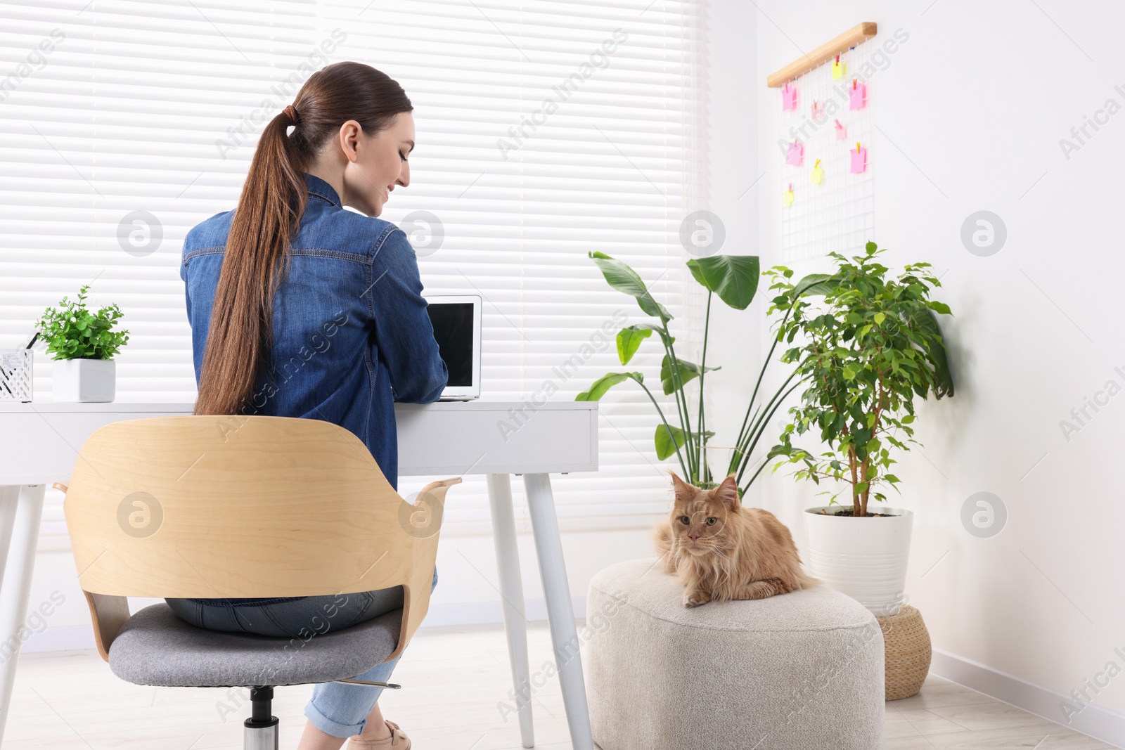 Photo of Woman working at desk and cat in room. Home office