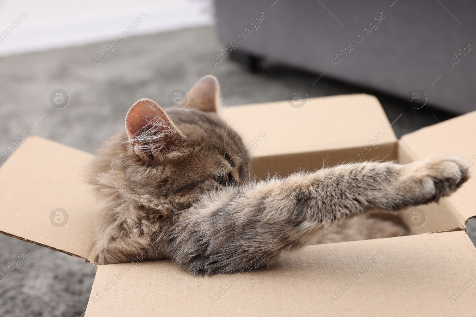 Photo of Cute fluffy cat in cardboard box indoors, closeup