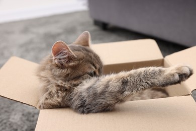 Cute fluffy cat in cardboard box indoors, closeup