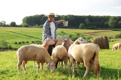 Smiling man with bucket feeding sheep on pasture at farm
