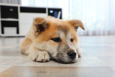 Adorable Akita Inu puppy on floor at home