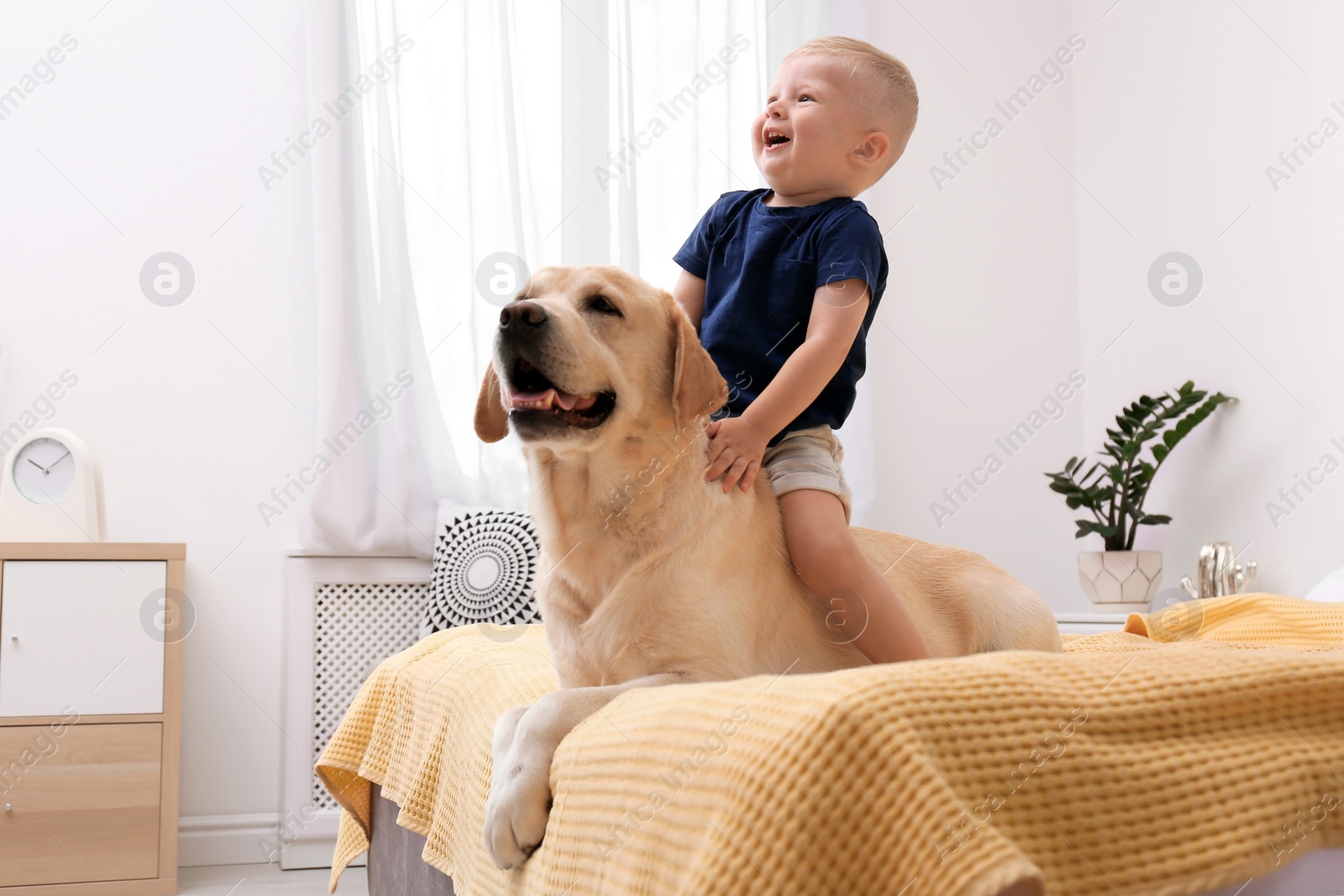 Photo of Adorable yellow labrador retriever and little boy on bed at home