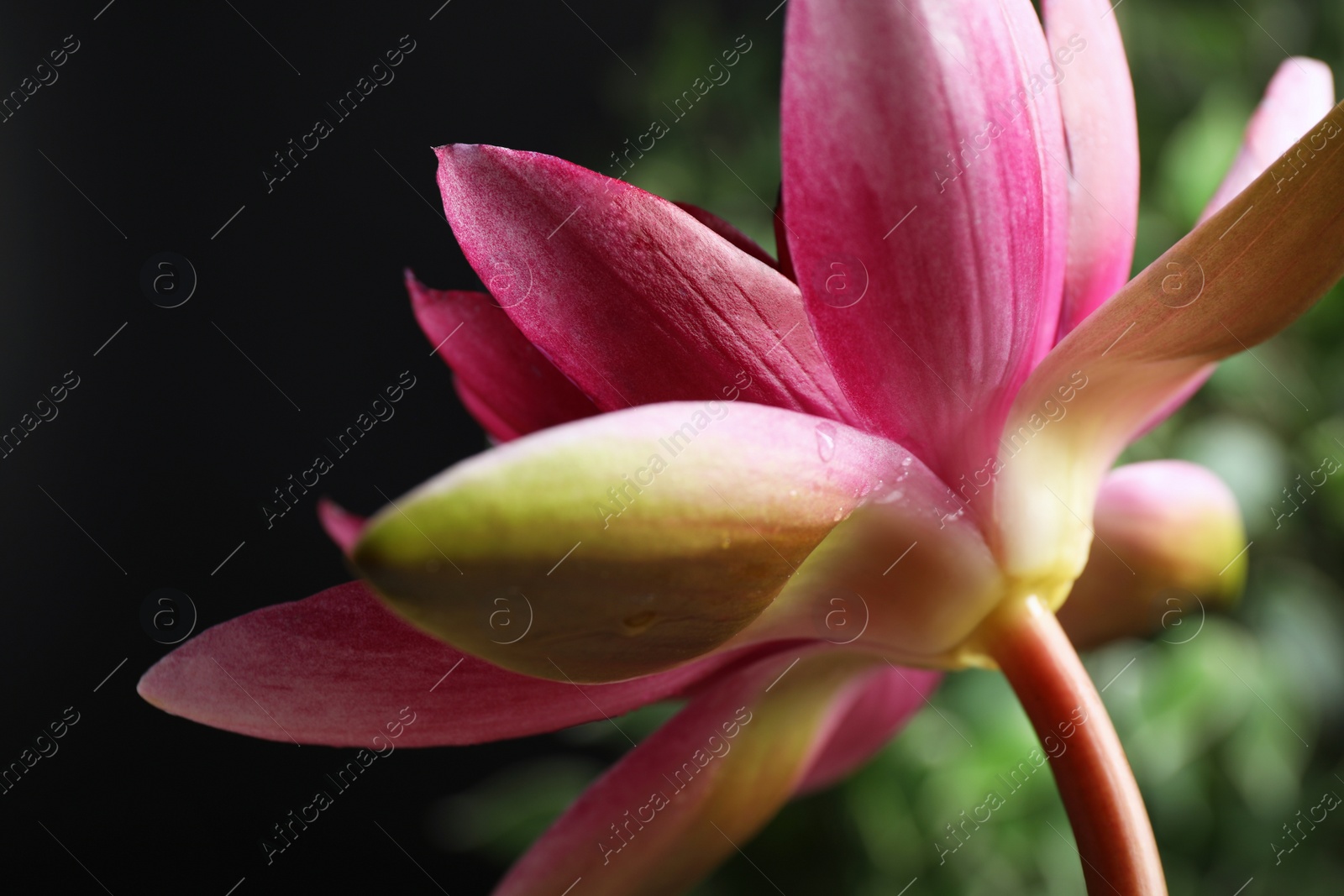 Photo of Beautiful pink lotus flower on blurred background, closeup