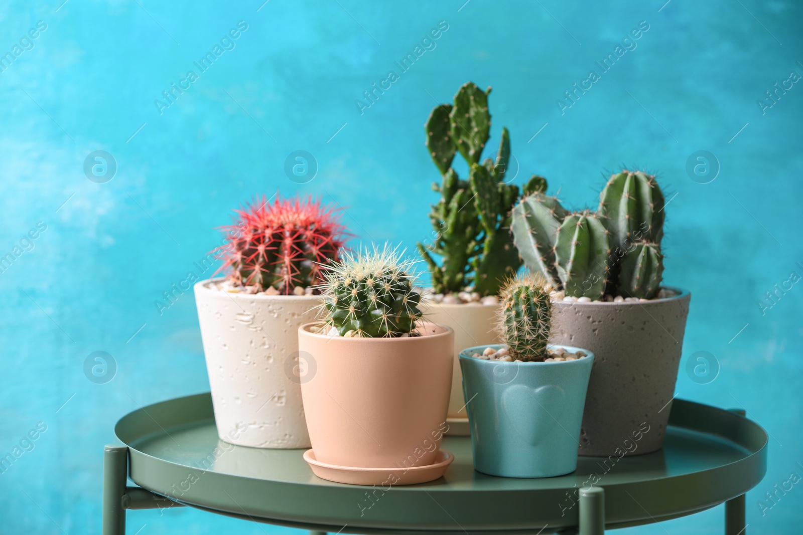 Photo of Beautiful cactuses in pots on table against color background