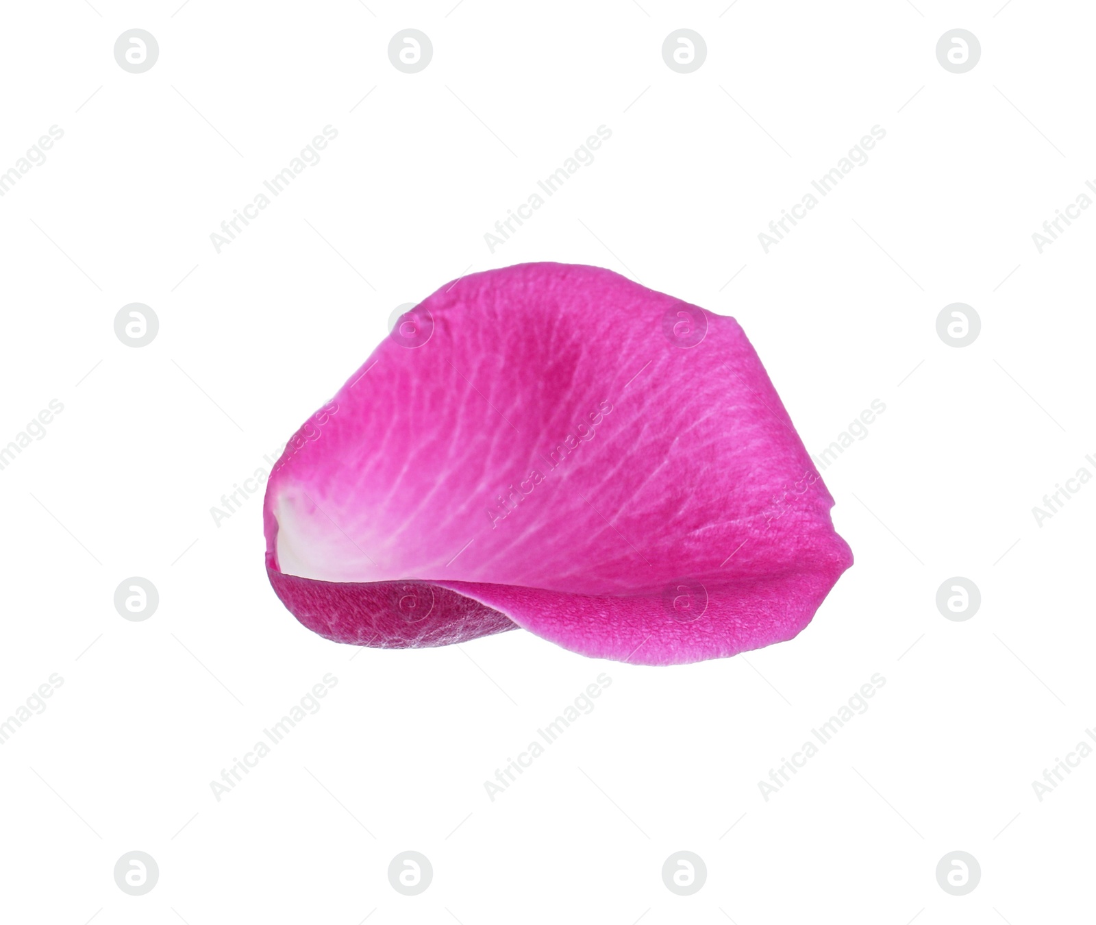 Photo of Pink rose flower petal on white background