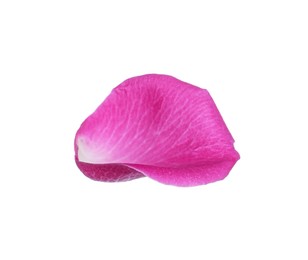 Photo of Pink rose flower petal on white background