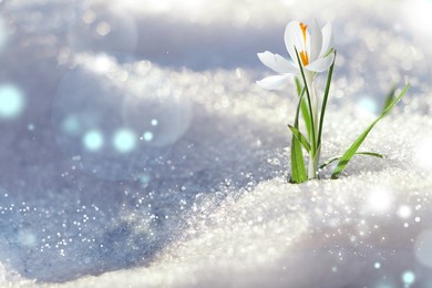 Image of Beautiful spring crocus growing through snow outdoors on sunny day, space for text